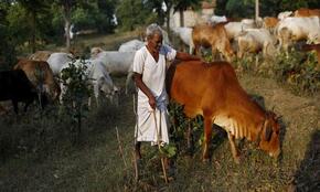 MAHARASHTRA COW SERVICE COMMISSION BILL